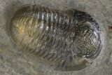 Detailed Gerastos Trilobite Fossil - Morocco #312811-1